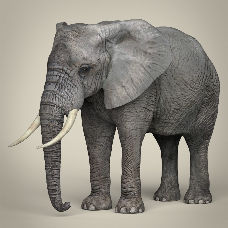Realistic Asian Elephant by CgTools | 3DOcean